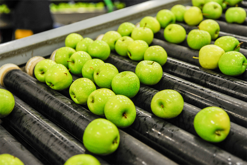 Apples harvested