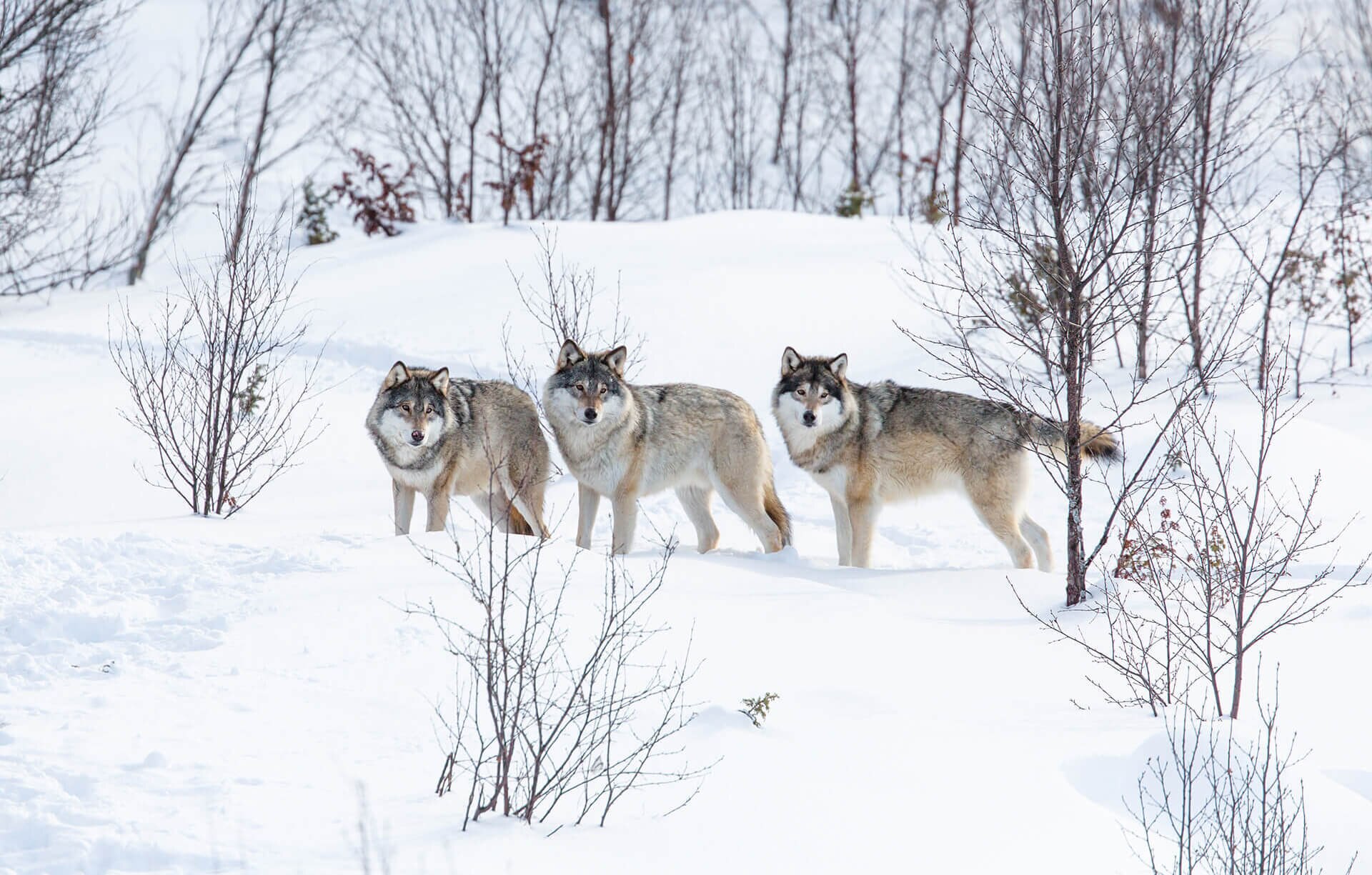 Wolves_179021624 4